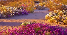 Spectacular 'Super Bloom' Is Just Days Away In This California Desert ...