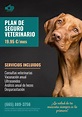 Plantillas para promocionar veterinarios editables online