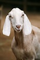 shallow focus photography of white anglo-nubian goat free image | Peakpx