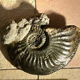 Ammoniten - Sonderausstellung in Solnhofen ~ Altmühlfranken - Naturpark ...