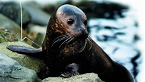 Guía de las focas :: Imágenes y fotos