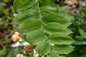 How to Grow and Care for Solomon's Seal