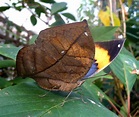 The Dead Leaf Butterfly - Camouflage King of the Asian Tropics | The ...
