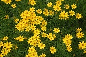 How to Prepare Coreopsis for Winter | Gardener’s Path