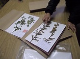 ¿Cómo elaborar un herbario para conservar plantas?