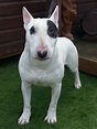 Bull Terrier - Puppies, Rescue, Pictures, Information, Temperament ...