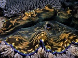 World's Biggest Natural Giant Clam Pearl! 75-pounds and worth $130 ...
