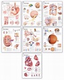 Body Organ Wall Chart Set | Scientific Publishing