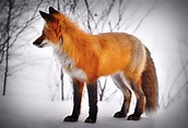 Fox (Canidae family)