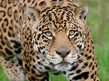 Free photo: Wild Jaguar - Animal, Forest, Jaguar - Free Download - Jooinn