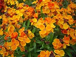 Wallflower facts and health benefits