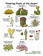 Desert Plants Pictures And Names
