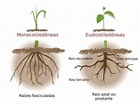 Raiz - Partes das Plantas - Botânica e Biologia - InfoEscola