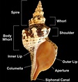 Library Guides: Central and South Florida Gastropod Seashell ...