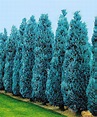 Lawson's Cypress 'Columnaris' | Specials from Spalding Bulb | Planting bulbs, Trees to plant, Plants