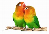 Love Birds PNG Images HD - PNG Play