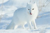 Magnificent Arctic Foxes of Manitoba | Steve and Marian Uffman Nature ...