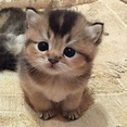 20 chatons trop mignons qui vont vous donner envie de caresser votre écran