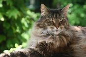 Everything You Need to Know About Maine Coon Cats – LIFE AS A HUMAN