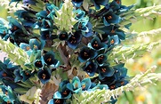 Puya alpestris subsp zoellneri – Ausemade
