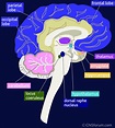 Brain Jack Image: Brain Hippocampus