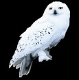 All the times Hedwig proved she was the queen of sass | Wizarding World ...
