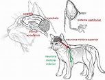 Mecanismos de lesión - Fisiopatología veterinaria