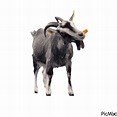 goat gif - Free animated GIF - PicMix