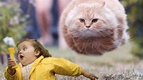 el gato volador - YouTube