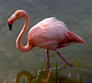 File:Greater flamingo galapagos.JPG - Wikimedia Commons