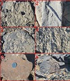 Fossil evidences of shallow and near shore marine environment Upper ...