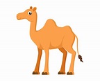 Ilustración vectorial de dibujos animados lindo camello sobre fondo ...