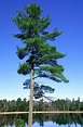 Image result for Northern White Pine | White pine tree, Tree tattoo ...