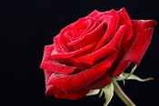 Fotos rosas rojas hermosas - Imagui