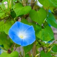 Flower Seed - Heavenly Blue Morning Glory Seeds