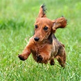 25 Exciting Wiener Dog Races | USA - Dachshund Station