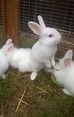 Baby pure bred new Zealand white rabbits for sale| New Zealand for Sale ...