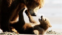 Bears Trailer 2014 Disney Movie - Official [HD] - YouTube