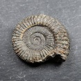 Ammonite from Whitby - UK Ammonite fossils - Whitby Ammonites