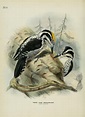 A history of the birds of Europe : including all the species inhabiting ...