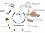 Life cycle of dengue virus vector A. aegypti (Source:... | Download ...