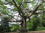 White Oak, a North Carolina Native Tree | Grateful Trees & Bees