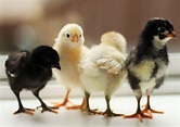 How to Care For Baby Chicks - Fabulessly Frugal