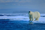 Arctic Animals - Meet the Wildlife of the North | Chimu Adventures Blog