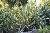 New Zealand Flax Plant Care