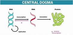 The Central Dogma and the Genetic Code in Molecular Biology