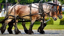 Work Horses Draft Livestock - Free photo on Pixabay