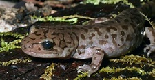 10 unglaubliche Salamander-Fakten - AZ Tiere - TUNLOG