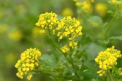 How to Grow and Care for the Mustard Plant