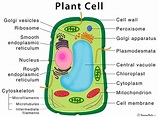 Plant Cell – Structure, Parts, Functions, Types, and Diagram